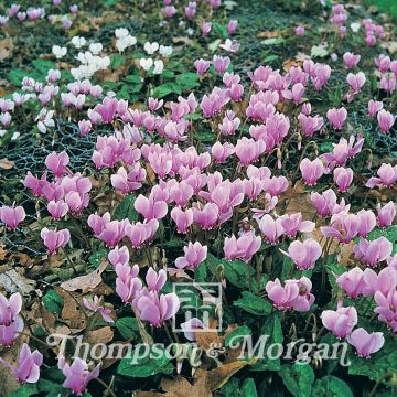 Graines de Cyclamens de jardin en mélange - Cyclamen All The Year Round Flowering Mixed