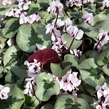 Cyclamen coum Christmas Tree blanc