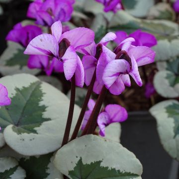 Cyclamen coum Christmas Tree rose