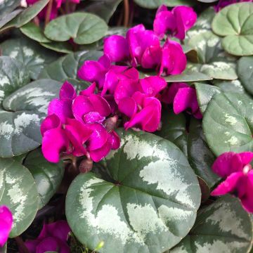 Cyclamen Coum rose