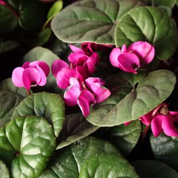 Cyclamen coum Meaden's Crimson feuillage vert