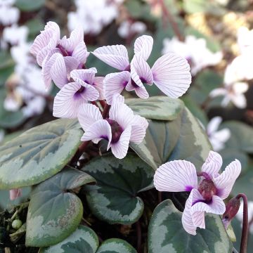 Cyclamen Coum rose