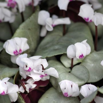 Cyclamen Coum rose