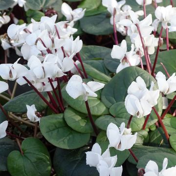 Cyclamen coum blanc feuillage vert