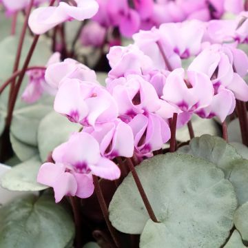 Cyclamen coum rose feuillage gris