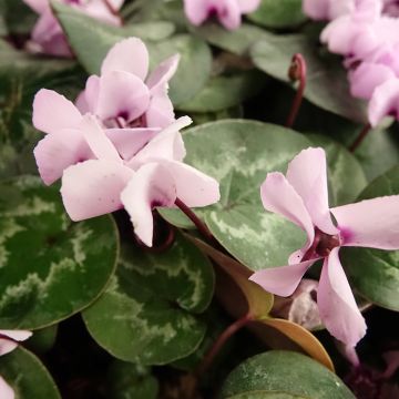 Cyclamen coum rose feuillage marbré