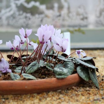 Cyclamen cilicicum rose