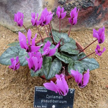 Cyclamen pseudibericum - Cyclamen de Turquie