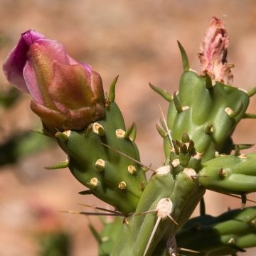 Cylindropuntia kleiniae - Opuntia ou oponce