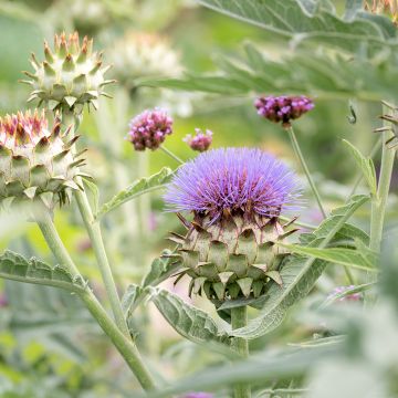 Cynara cardunculus - Cardon