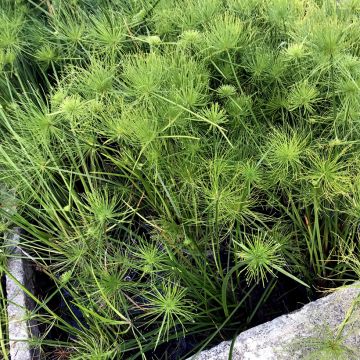 Cyperus papyrus - Papyrus