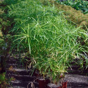 Cyperus alternifolius - Papyrus, Souchet à feuilles alternes
