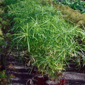 Cyperus alternifolius - Papyrus