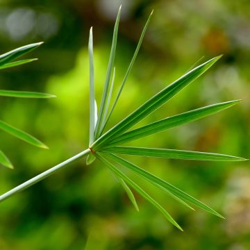 Cyperus involucratus