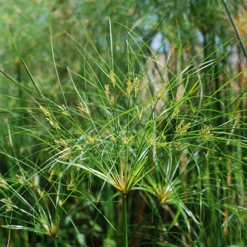 Cyperus papyrus Cleopatra - Papyrus