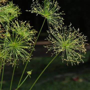 Cyperus prolifer - Papyrus nain