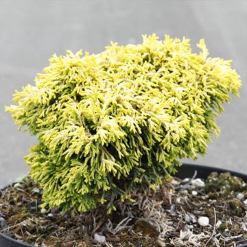 Chamaecyparis obtusa Butterball - Cyprès hinoki du Japon