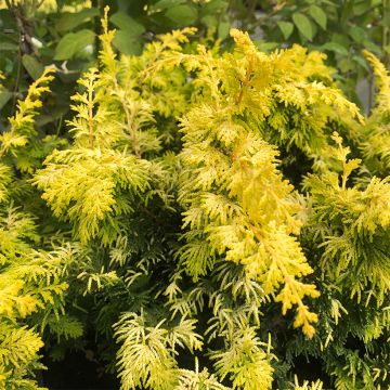 Cyprès hinoki du Japon - Chamaecyparis obtusa Fernspray Gold