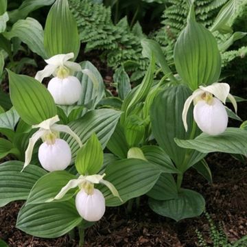 Cypripedium kentuckiense - Sabot de Vénus pourpre et ivoire