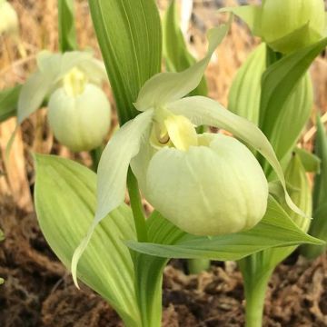 Cypripedium Bernd Pastel - Sabot de Venus hybride