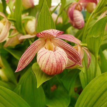 Cypripedium Kristi Lyn - Sabot de Vénus hybride