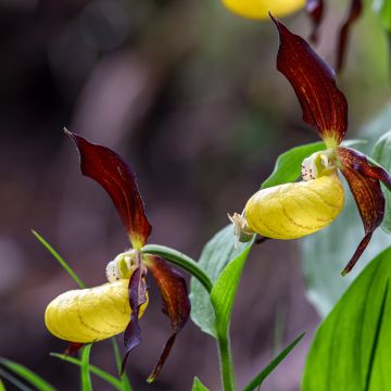 Cypripedium calceolus - Sabot de Venus