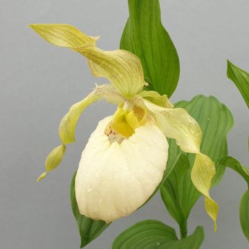 Cypripedium flavum - Sabot de Vénus rose pâle et jaune pâle