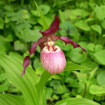 Cypripedium kentuckiense - Sabot de Vénus pourpre et ivoire