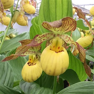 Cypripedium kentuckiense - Sabot de Vénus pourpre et ivoire