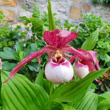 Cypripedium Lucy Pinkepank - Orchidée de jardin hybride, Sabot de Vénus