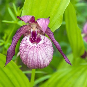 Cypripedium Lucy Pinkepank - Orchidée de jardin hybride, Sabot de Vénus