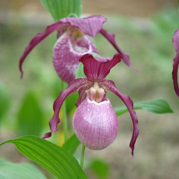 Cypripedium kentuckiense - Sabot de Vénus pourpre et ivoire