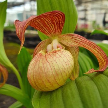 Cypripedium Lucy Pinkedpank - Orchidée de jardin hybride, Sabot de Vénus