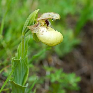 Cypripedium flavum - Sabot de Vénus rose pâle et jaune pâle