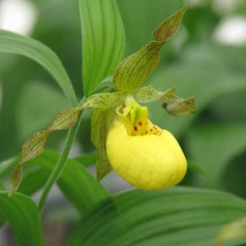 Cypripedium calceolus - Sabot de Venus