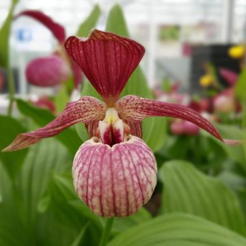 Cypripedium calceolus - Sabot de Venus