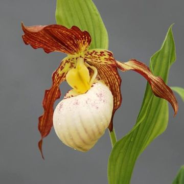 Cypripedium kentuckiense - Sabot de Vénus pourpre et ivoire