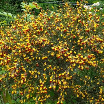 Genêt à balais - Cytisus scoparius Andreanus