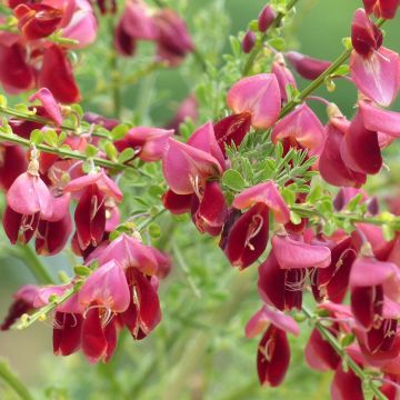 Genêt à balais - Cytisus scoparius Burkwoodii