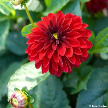 Dahlia nain Melody Mambo