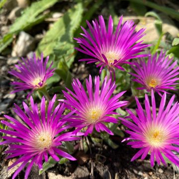 Delosperma deschampsii