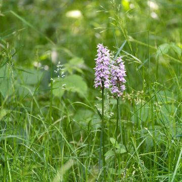 Dactylorhiza Estella G, Orchis