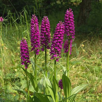 Dactylorhiza purpurella, Orchis pourpre - Orchidée vivace de jardin