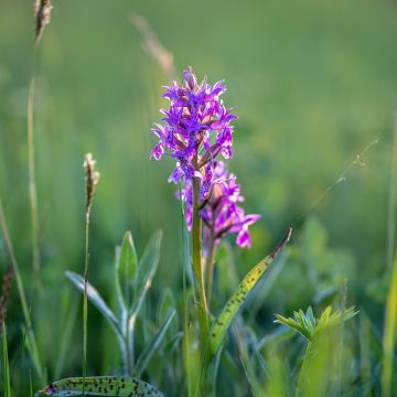 Dactylorhiza majalis, Orchis