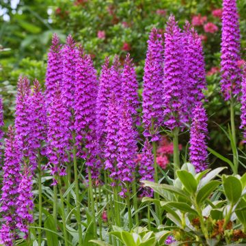 Dactylorhiza foliosa, Orchis