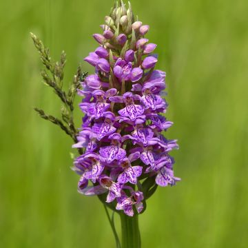 Dactylorhiza maculata, Orchis tacheté - Orchidée terrestre et vivace