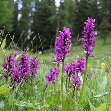 Dactylorhiza majalis - Orchis de Mai ou à feuilles larges 