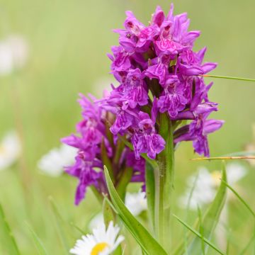 Dactylorhiza purpurella, Orchis pourpre - Orchidée vivace de jardin