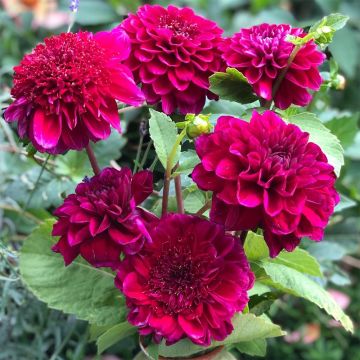Dahlia anémone Purple Bouquet
