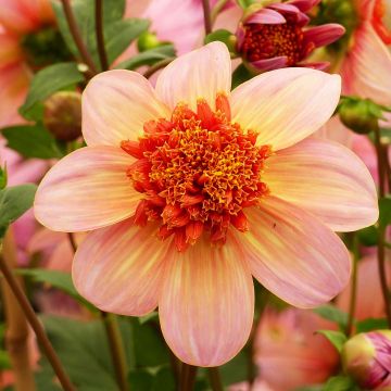 Dahlia anémone Totally Tangerine Bulbe